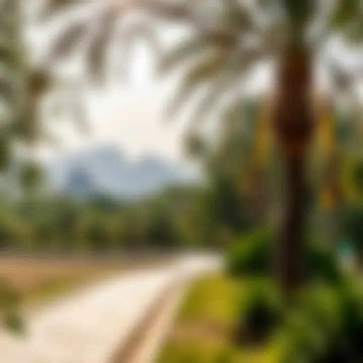 Magnificent Exploring Mushrif National Park: A Gateway to Natural Beauty in Dubai Magnificent Exploring Mushrif National Park: A Gateway to Natural Beauty in Dubai