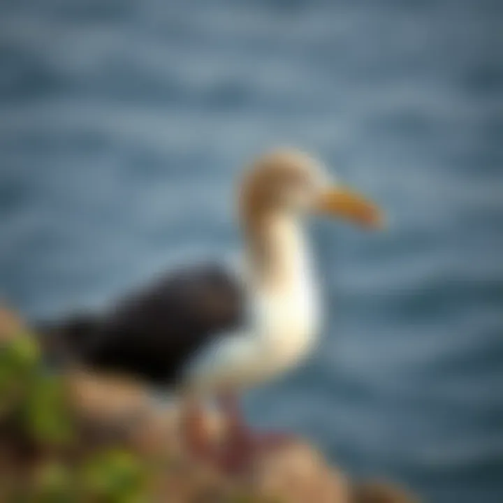 Magnificent Exploring the Dynamics of Seabird Residence in Coastal Ecosystems