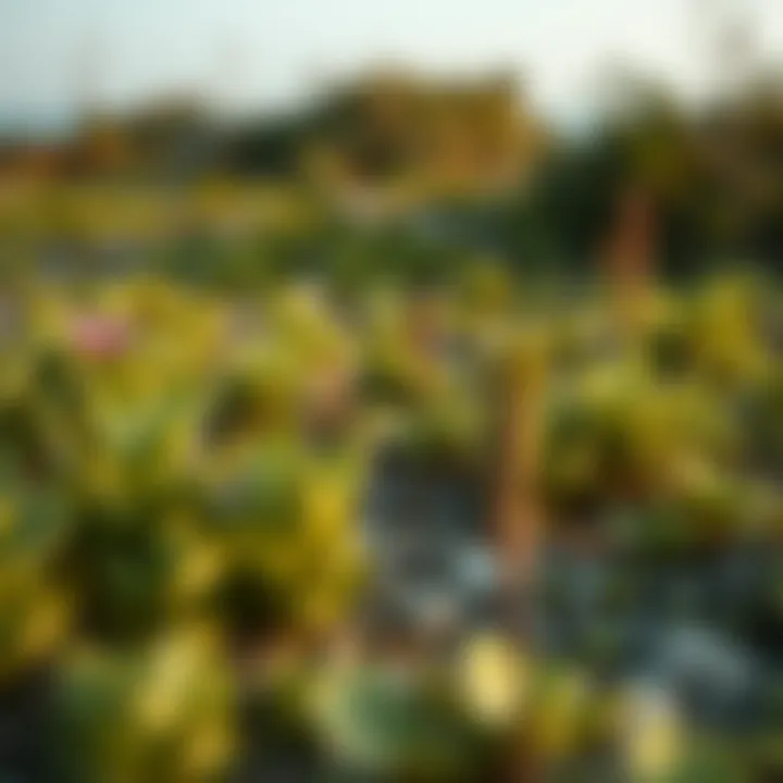 A close-up of the natural coastal landscape featuring unique flora and fauna at Bateen Beach