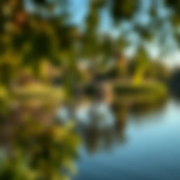 Tranquil Lake at Al Mushrif Park A tranquil lake surrounded by greenery at Al Mushrif Park