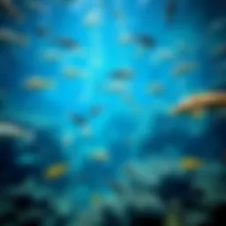 A mesmerizing view of the Dubai Aquarium's main tank filled with diverse marine life