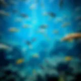 Dubai Aquarium's Main Tank A mesmerizing view of the Dubai Aquarium's main tank filled with diverse marine life