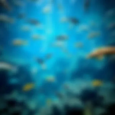 Dubai Aquarium's Main Tank A mesmerizing view of the Dubai Aquarium's main tank filled with diverse marine life