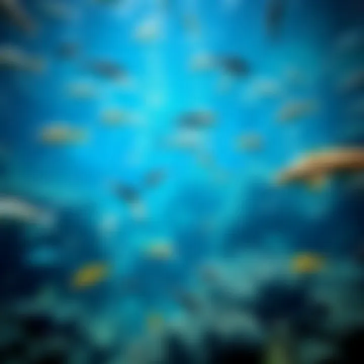 Dubai Aquarium's Main Tank A mesmerizing view of the Dubai Aquarium's main tank filled with diverse marine life