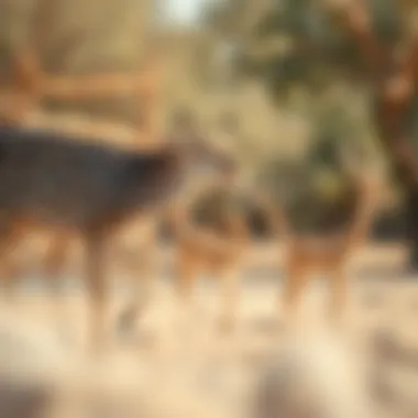 Diverse Wildlife on Sir Bani Yas Island Diverse wildlife on Sir Bani Yas Island, highlighting its unique ecosystem
