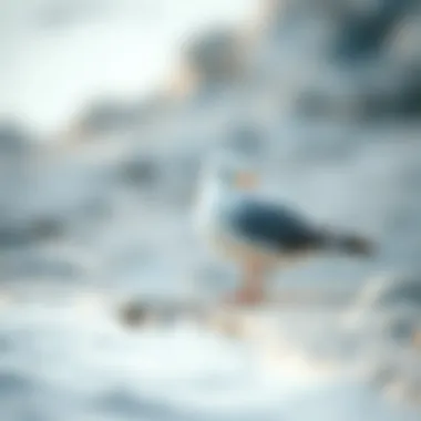 Notable Exploring the Dynamics of Seabird Residence in Coastal Ecosystems