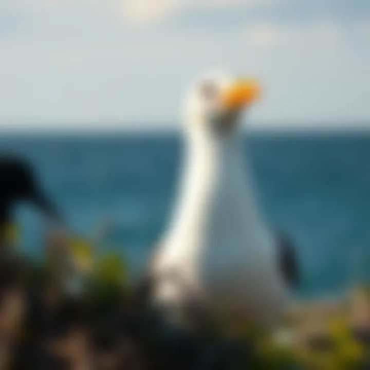 Exploring the Dynamics of Seabird Residence in Coastal Ecosystems Summary
