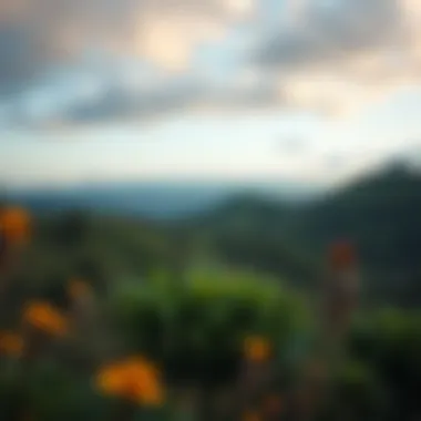 Notable Exploring the Flora of the West Zone: A Detailed Insight