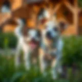 Exploring the Pet Farm Experience in Damac Hills Introduction