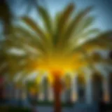 Cultural Heritage of the Palm Flower in Dubai The palm flower symbolizing Dubai's cultural heritage