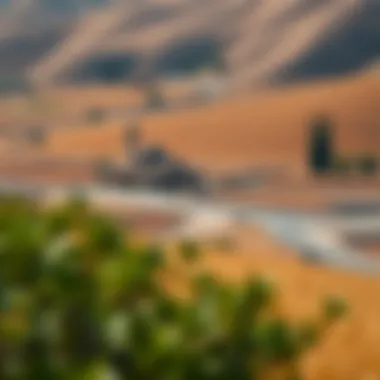 Agricultural Landscape of الفلاح القديمة A scenic landscape of the agricultural surroundings of الفلاح القديمة